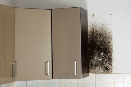 What You Need To Know About Black Mold And Cabinets