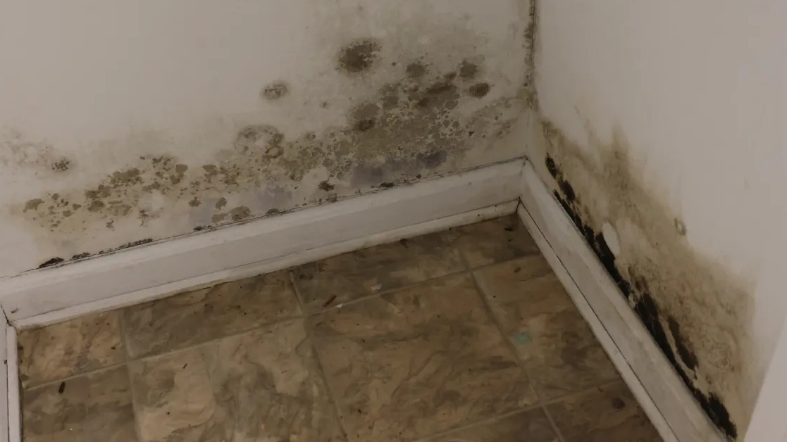 Mold growth in homes: a hidden health crisis following natural disasters |  WUSF