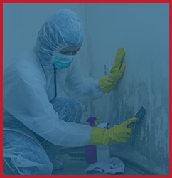 Mold Remediation Image