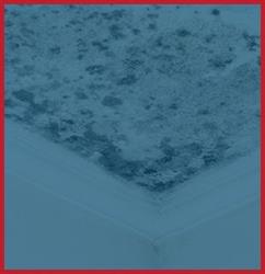 Mold Restoration Image