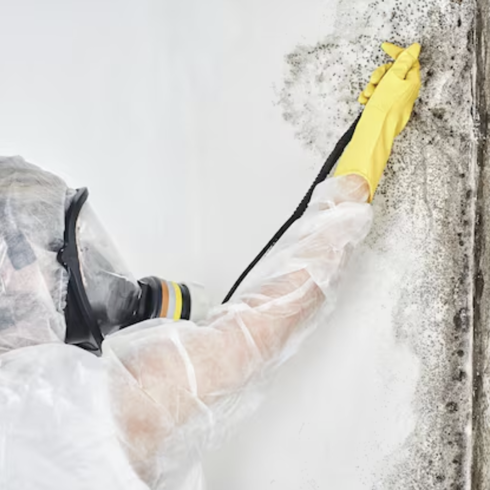 Cleaning Mold Damage