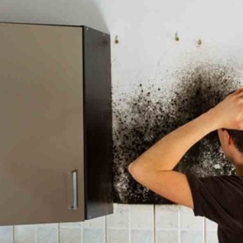 black mold