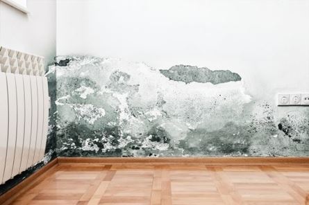mold growth on wall