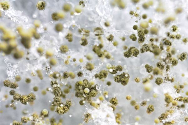 Mold spores