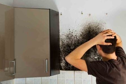 How To Tell If Mold Is Toxic, What Does Black Mold Look Like On Bathroom Walls