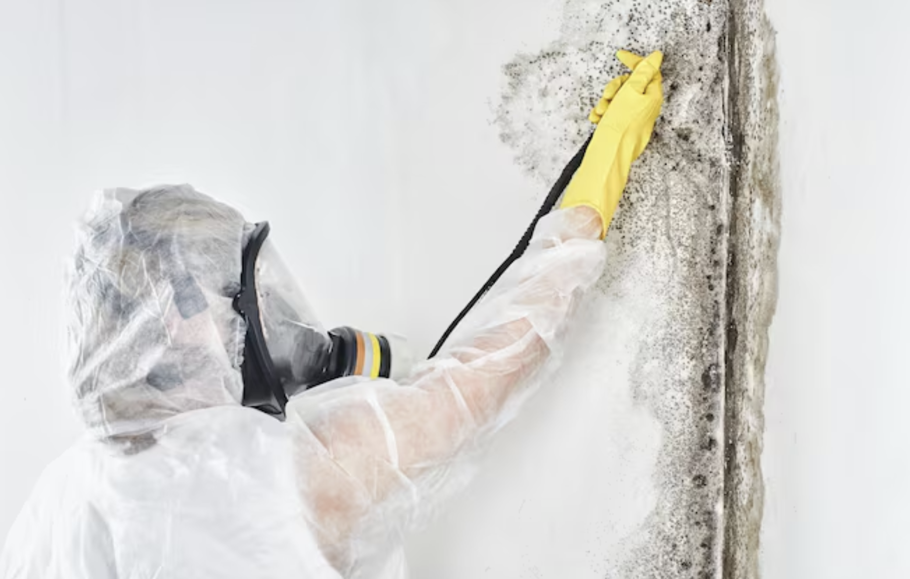 Cleaning Mold Damage