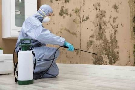 mold removal Anaheim CA