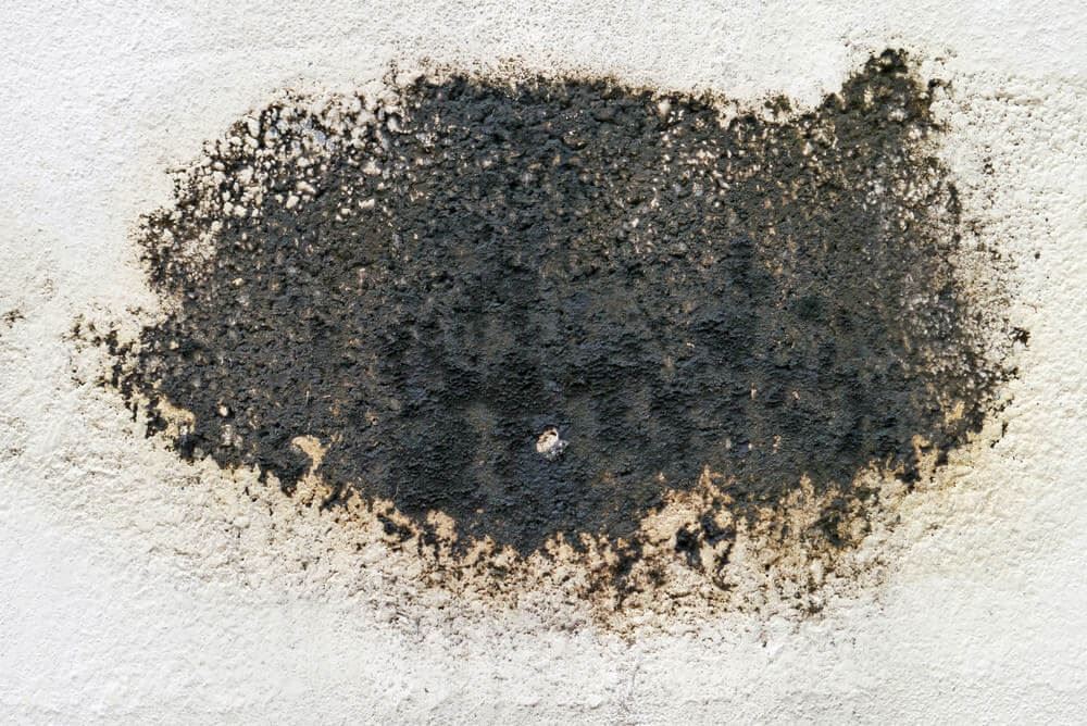 Concentrated mold growth