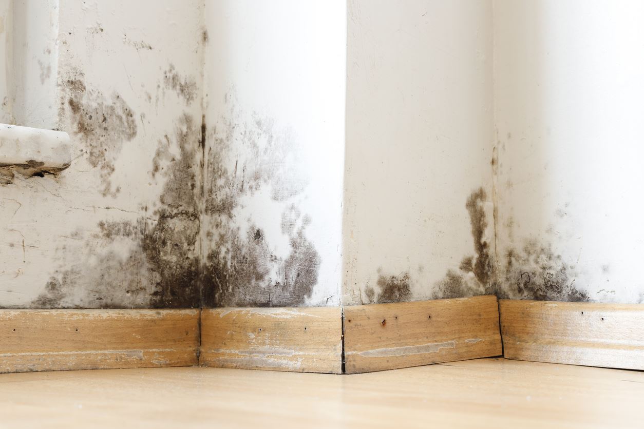 Comprehensive Guide to Mold Inspection: Certified Inspectors, Cost Breakdown & Urgent Assessments Near You