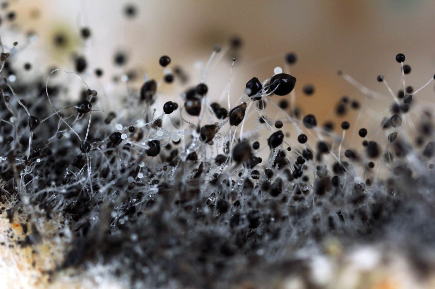 Close-up of mold spores