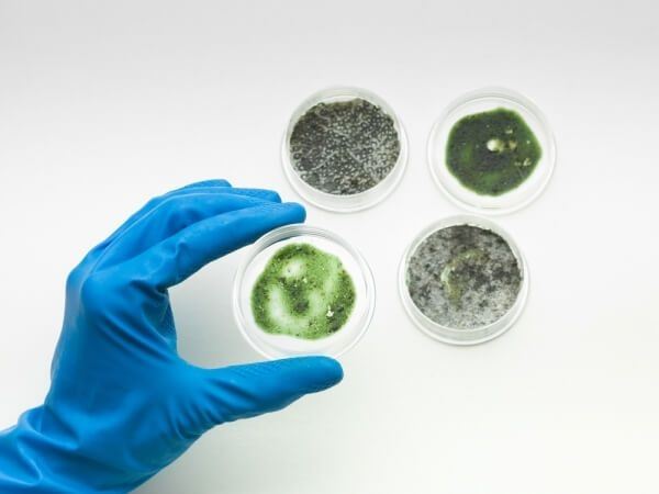 mold identification