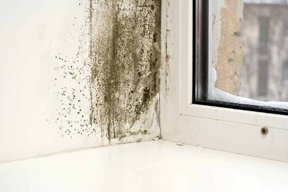 Mold growing by window