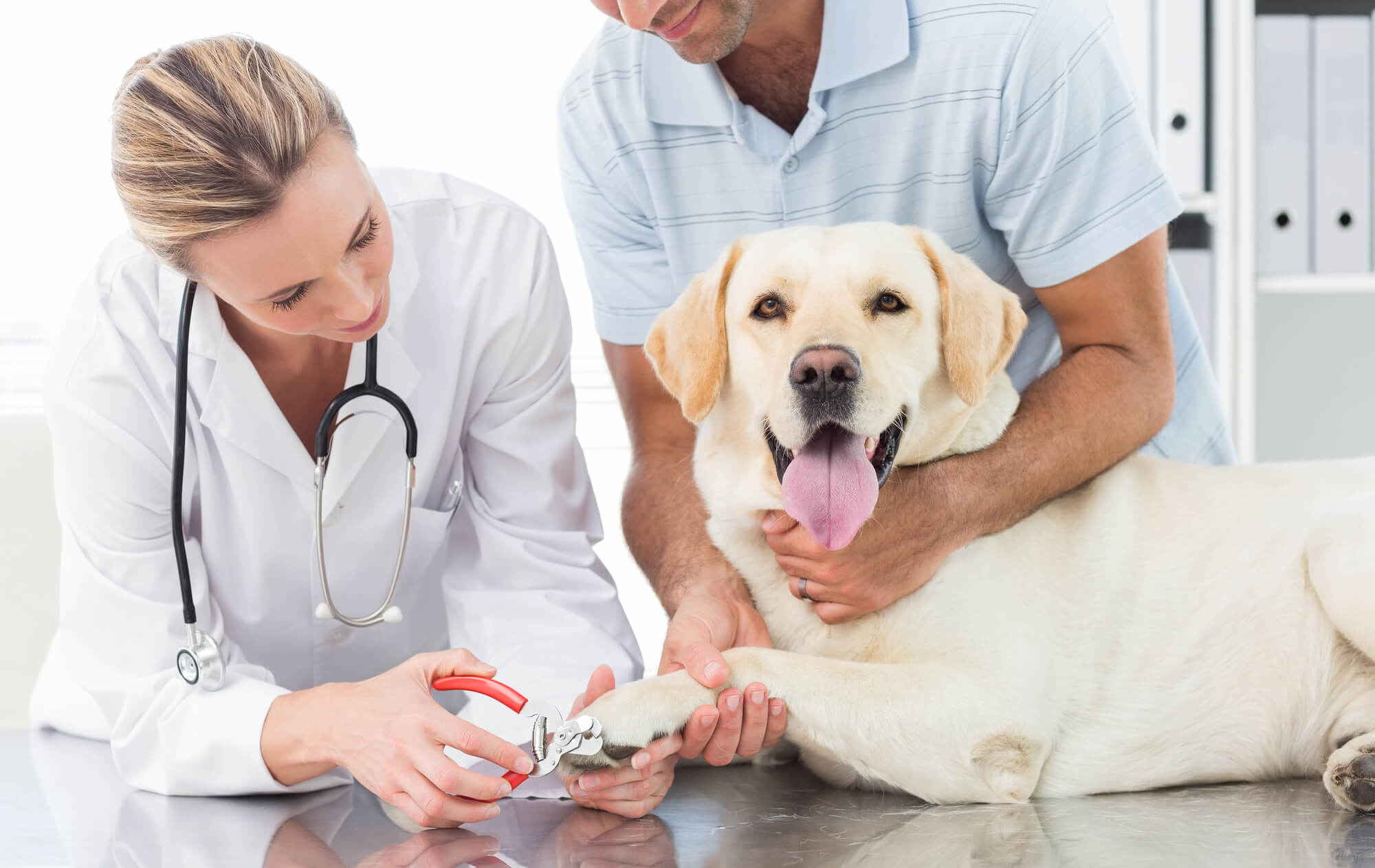labrador with veterinarians