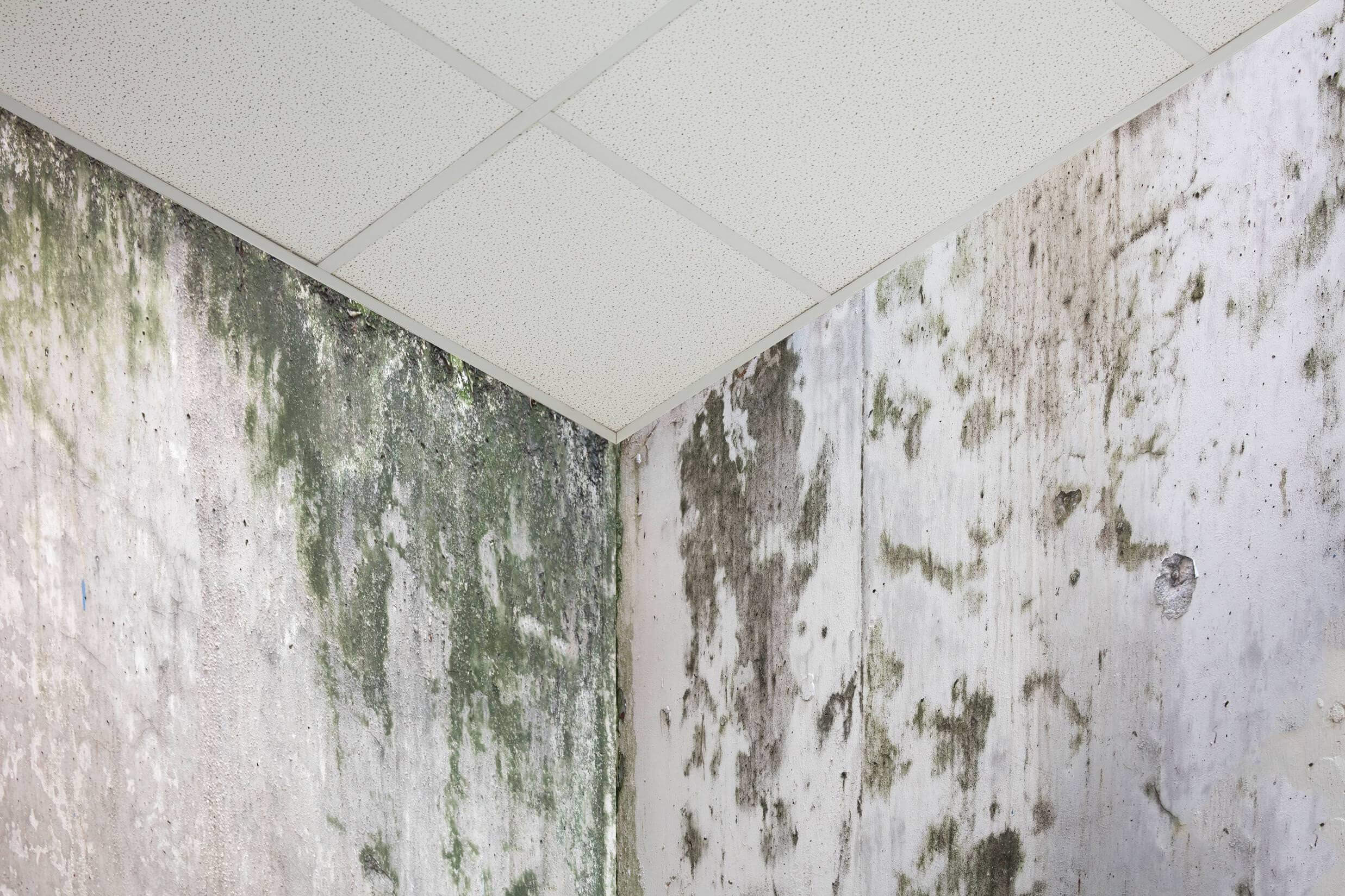 mold on walls