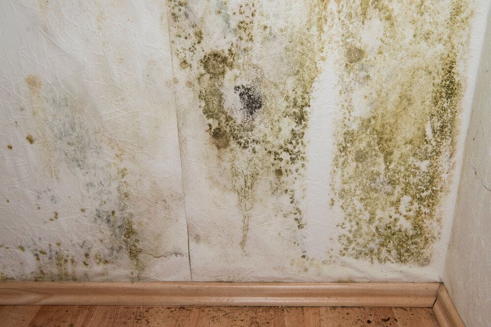 mold in walls